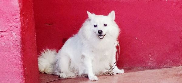 Portrait of white dog sitting on wall