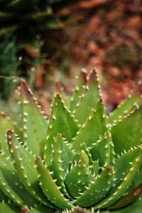 Close-up of succulent plant