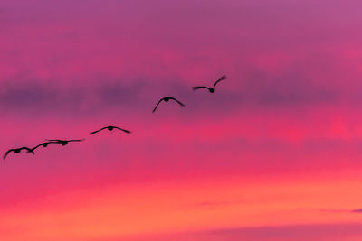 Silhouette birds flying against dramatic sky during sunset