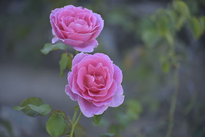 Close-up of pink rose