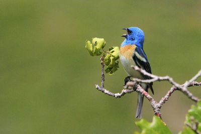 Close-up of bird perching on branch singing