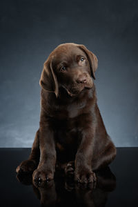 Close-up of dog sitting against gray background