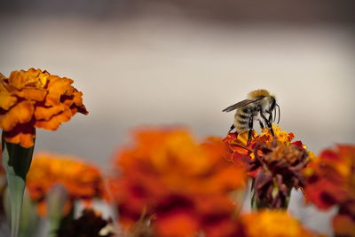 Close-up of insect on orange flower