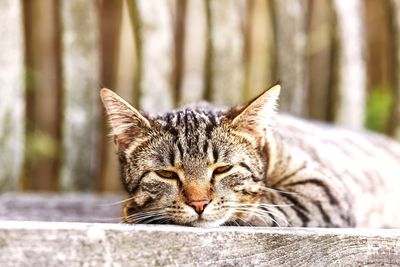 Close-up portrait of a cat resting