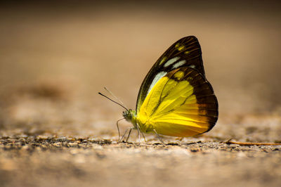 Close-up of butterfly on leaf