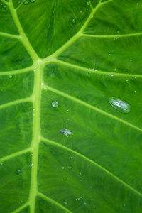 Full frame shot of raindrops on green leaves