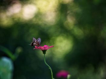 A swallowtail butterfly on a common zinnia dahlia flower