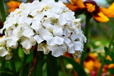 Close-up of flowers blooming outdoors