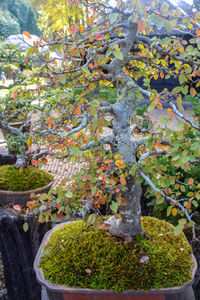 Close-up of plants