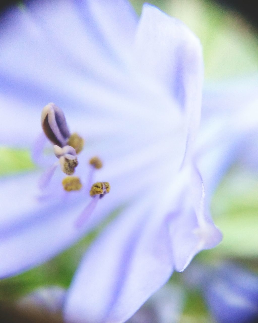 flower, petal, freshness, fragility, flower head, growth, beauty in nature, close-up, focus on foreground, nature, selective focus, blooming, pollen, stamen, insect, purple, in bloom, single flower, plant, blossom