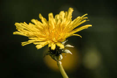 Close-up of yellow flowering plant