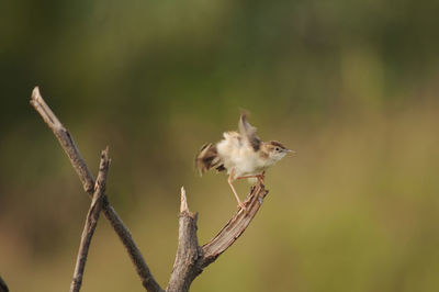 Close-up of bird perching on twig