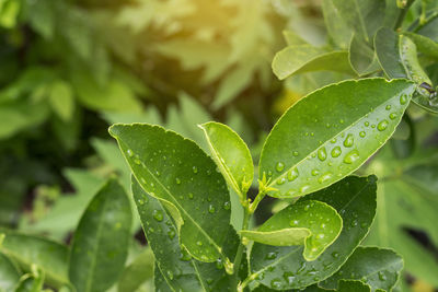 Pomelo leaves with water drop close up in garden.