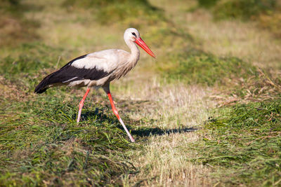 White stork walking on grassy field