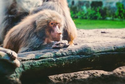 Close-up of monkeys sitting on field