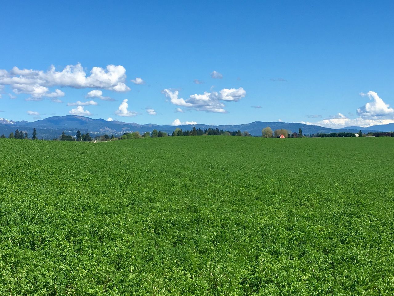 field, nature, agriculture, mountain, landscape, beauty in nature, green color, scenics, farm, tranquil scene, sky, growth, grass, tranquility, day, outdoors, tea crop, rural scene, no people, mountain range, tree, freshness