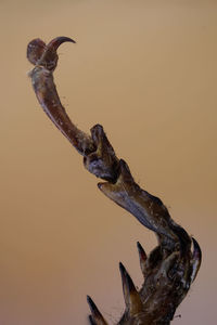 Close-up of bird on rock