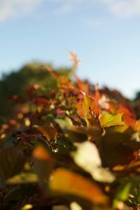 Close-up of maple leaves on tree against sky