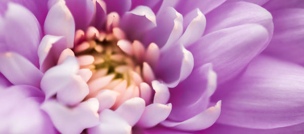 Close-up of pink crocus flower