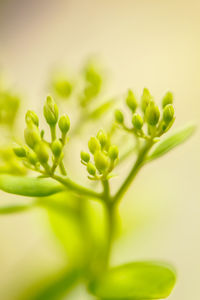 Close-up of green plant