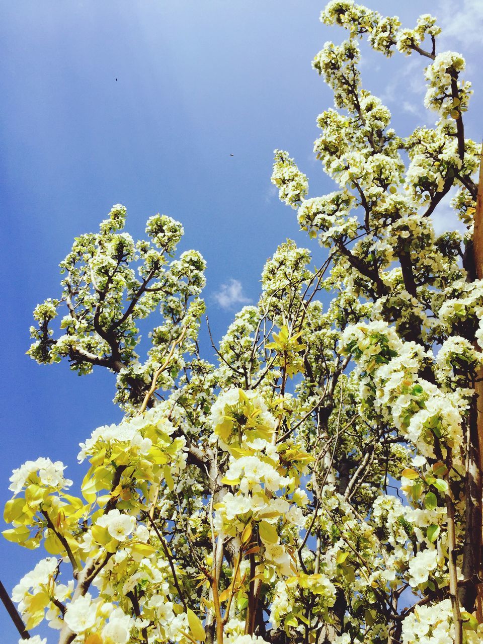 low angle view, tree, blue, growth, clear sky, branch, flower, freshness, beauty in nature, nature, sky, leaf, blossom, fragility, sunlight, day, in bloom, high section, tranquility, green color