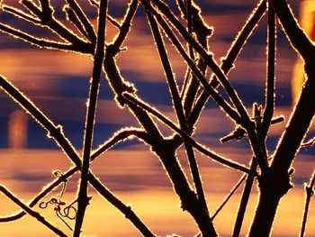 Close-up of frozen tree against sky during winter