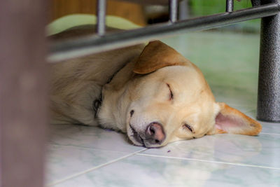 Close-up of dog sleeping on floor