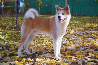 Portrait of dog standing on leaves during autumn