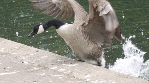 Bird flying over water