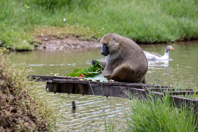 Monkeys on a lake