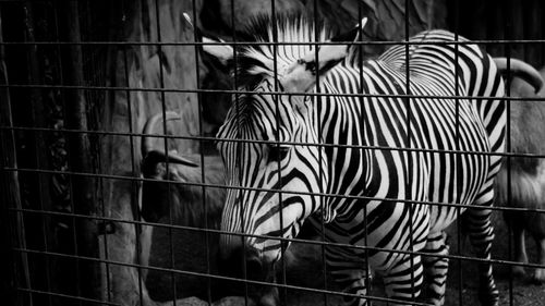 Zebra in zoo