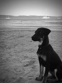 Dog sitting on beach against sky