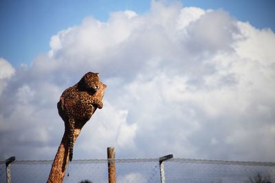 Low angle view of leopard on tree