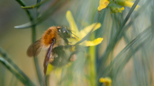 Close-up of bee on yellow flower