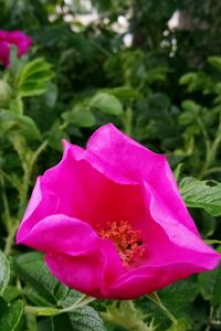 Close-up of pink flower blooming outdoors