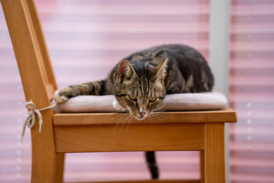 Cat sitting on chair