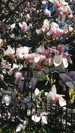 Close-up of pink flowers blooming on tree