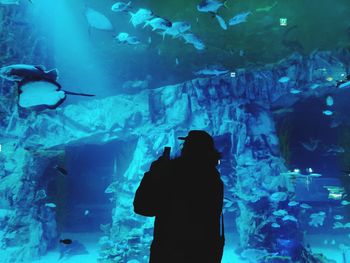 Silhouette of fish swimming in aquarium