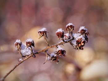 Close-up of dried blackberry plant in winter frost. bokeh background.