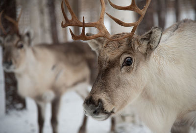 Close-up of a deer in rovaniemi, finland