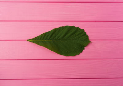 Directly above shot of leaves on table