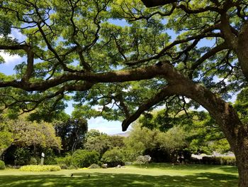 Trees in park against sky