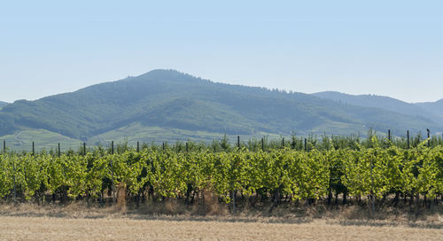 Scenic view of vineyard against sky