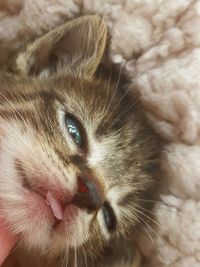 Close-up portrait of a cat