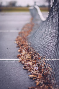 Autumn leaves by net at tennis court