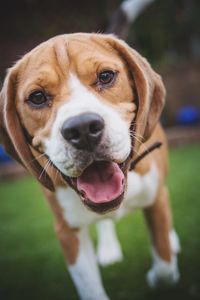 Portrait of dog sticking out tongue