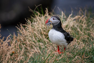 Puffin perching on field