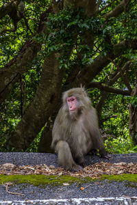 Monkey on tree