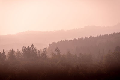 Trees on landscape against sky during foggy weather