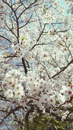 Low angle view of cherry blossoms